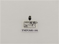 藏品(鞘翅目(1))的圖片